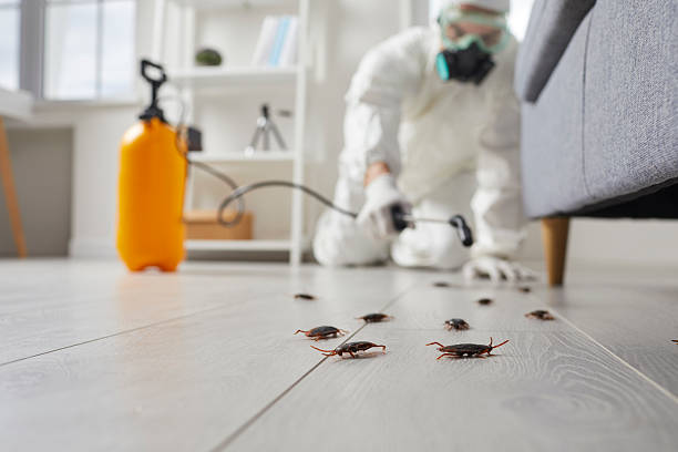 Commercial Kitchen Cockroach Control in Braselton